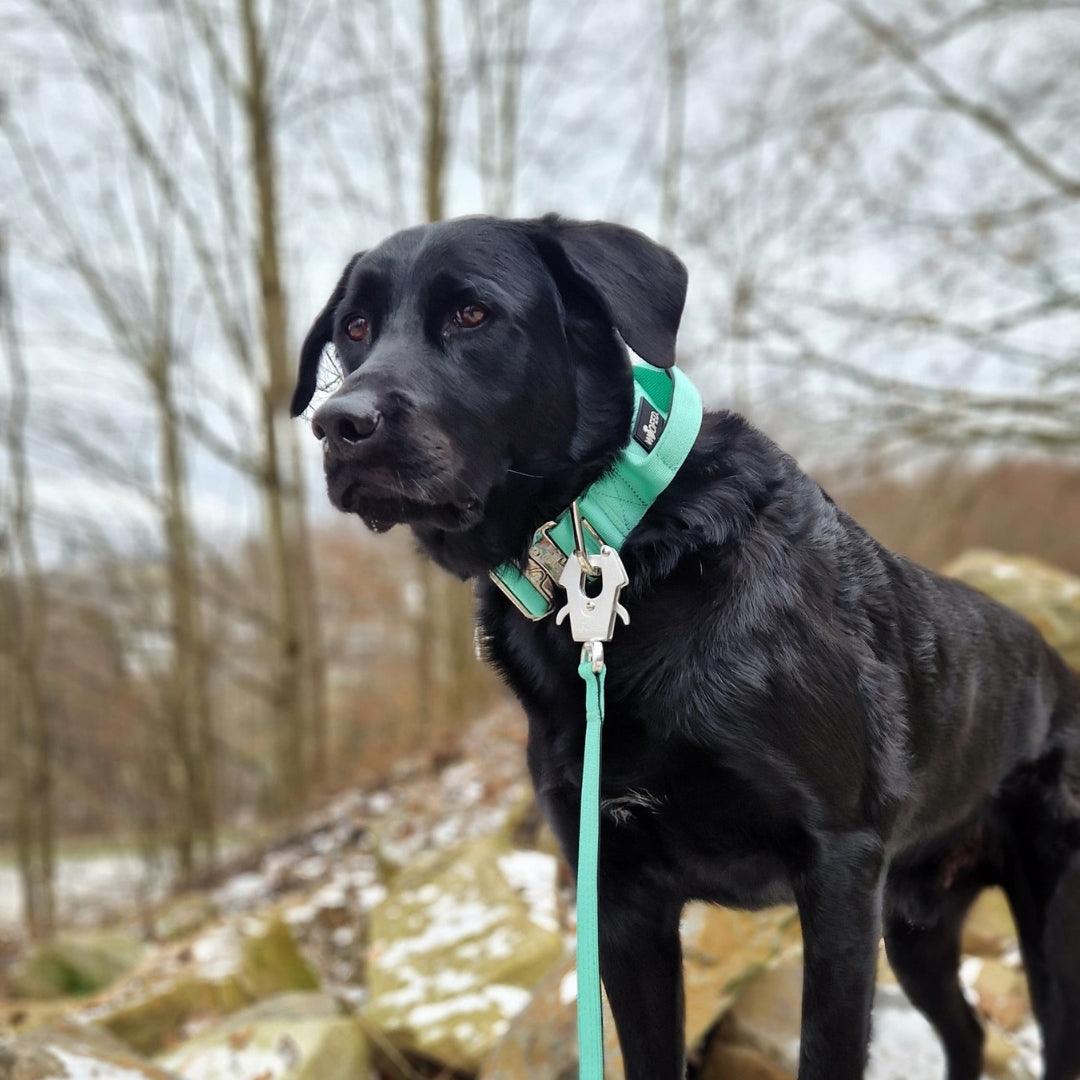 Scherenkarabiner, Bolzenkarabiner oder Froschkarabiner, welches ist der richtige für meine Hundeleine? - WOOFED.