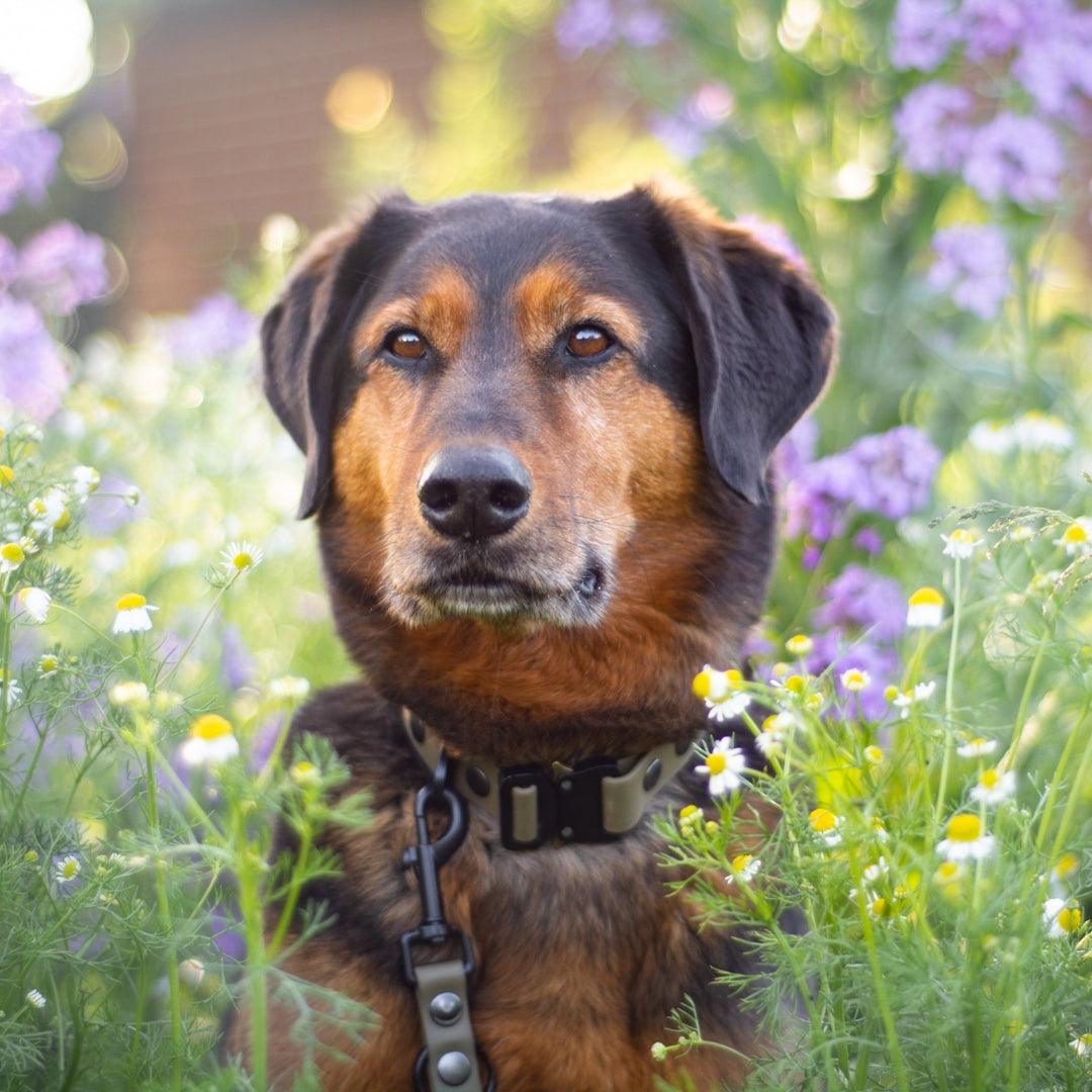 Die Vorteile von Biothane Halsbändern und Leinen für wasserliebende Hunde - WOOFED.