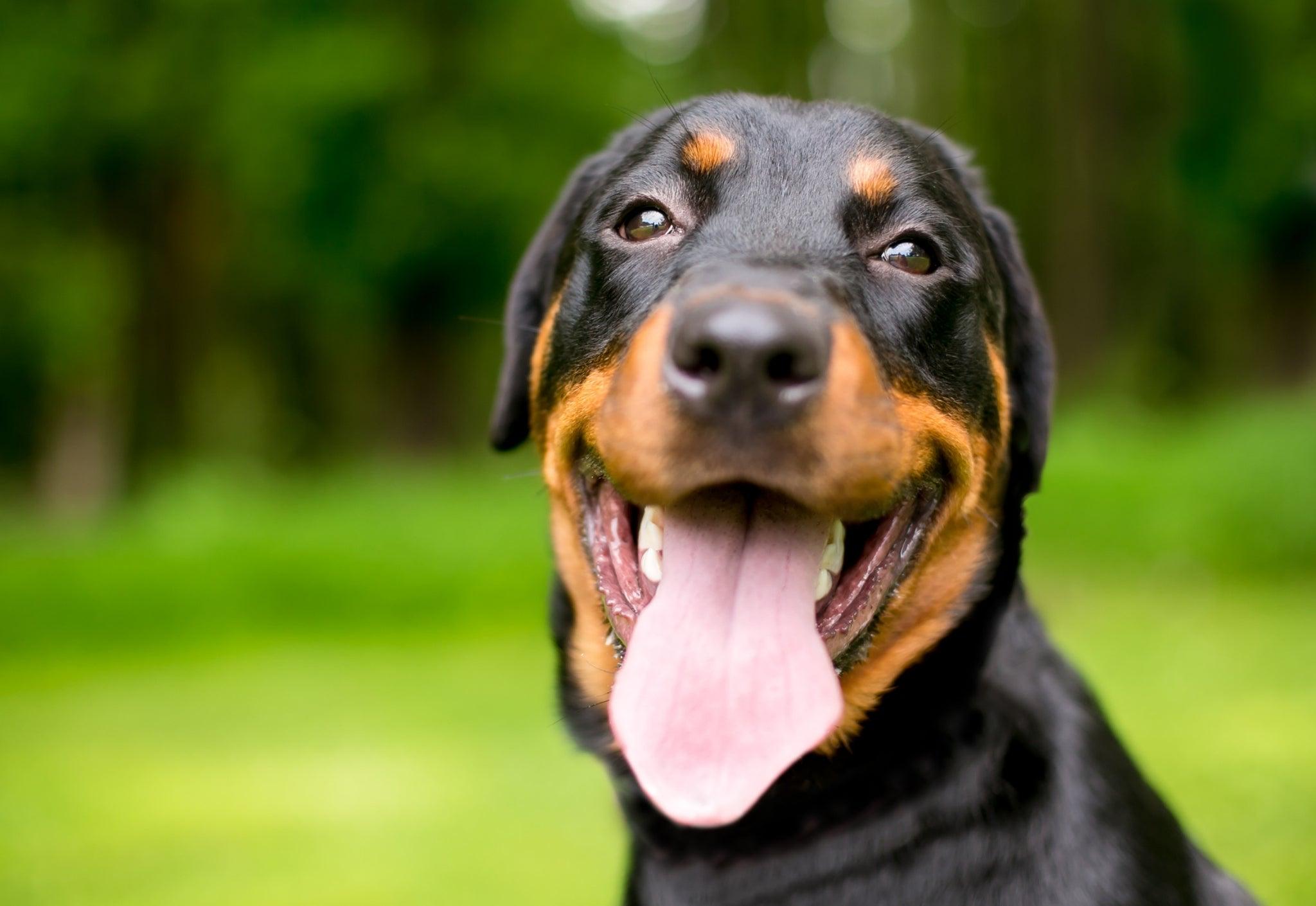 Stress beim Hund - Anzeichen, Clownface und mehr