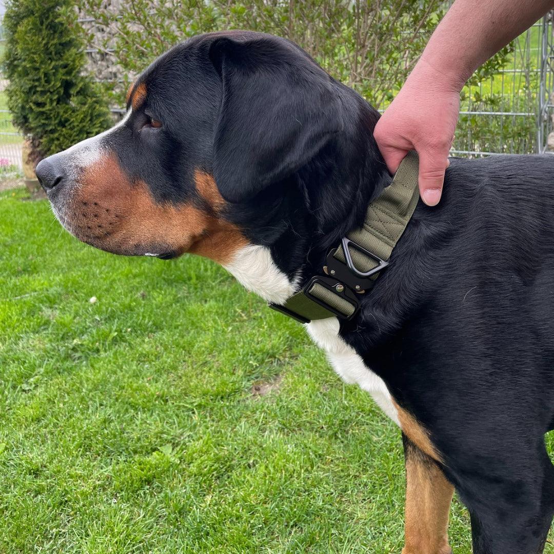 Halsband mit Griff - dein Game Changer? - WOOFED.