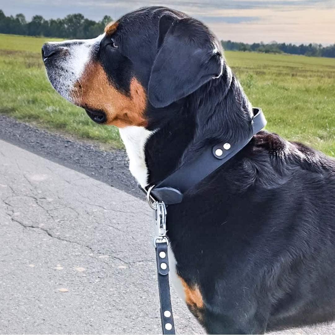 Warum sind Doppelhohlnieten besser als Buchschrauben für Hundeleinen? - WOOFED.