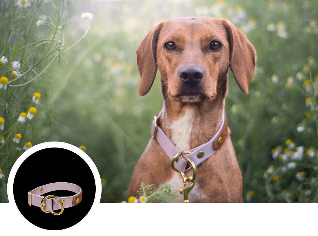 Zugstopp Halsbänder - WOOFED.