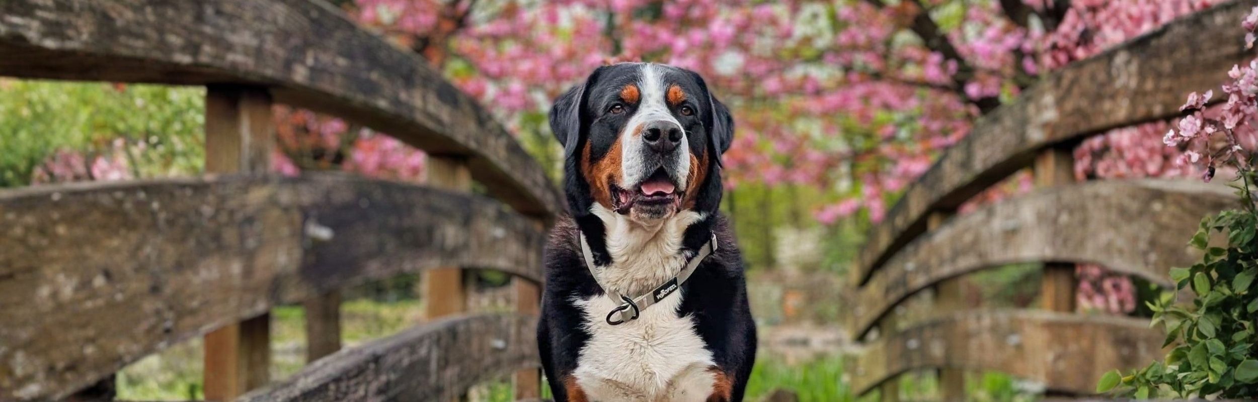 WOOFLEX Zugstopphalsband an großem Hund