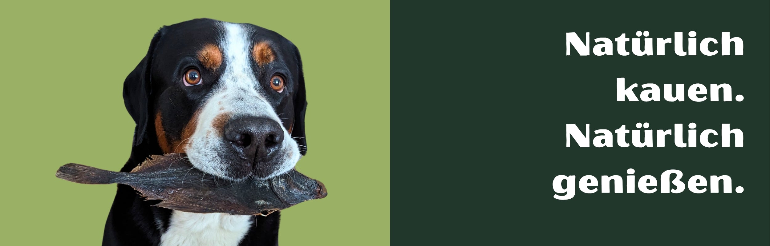 Großer Hund mit natürlichem Kauartikel beim Kauen