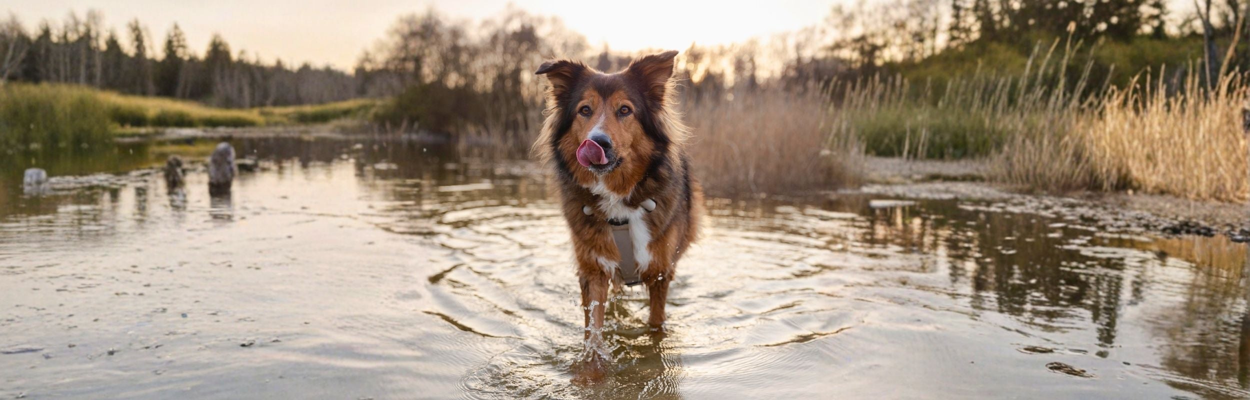 Wassefestes Hundegeschirr beim Schwimmen im Urlaub