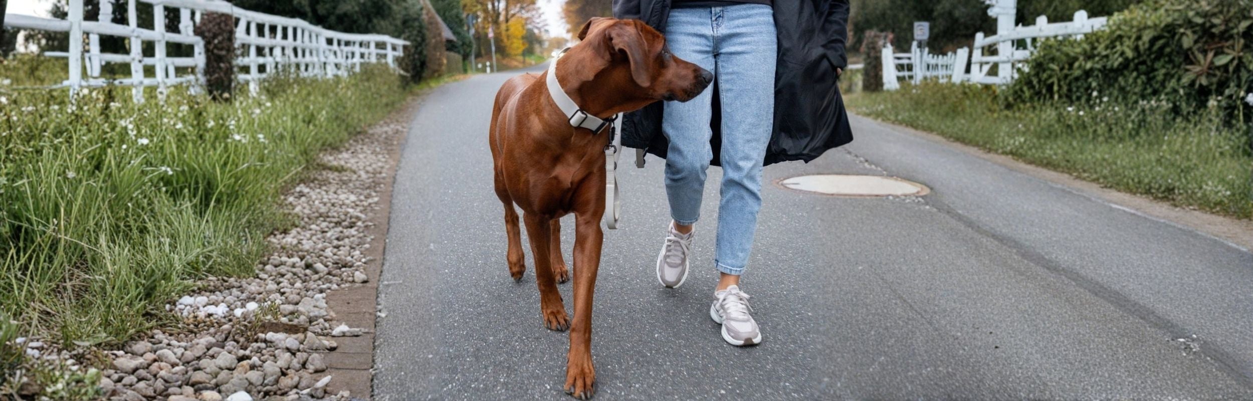 Taktisches Hundehalsband mit Griff in beige an Hund mit Frau