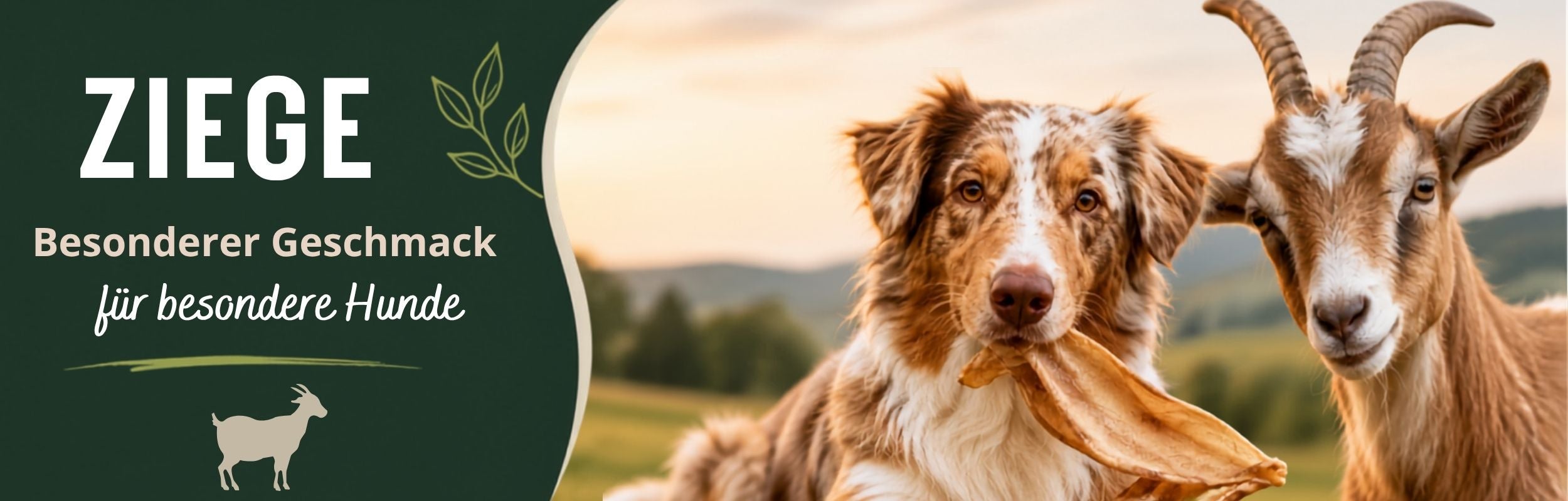 Ziege, der besondere Kauartikel für Hunde, natürlich und pur