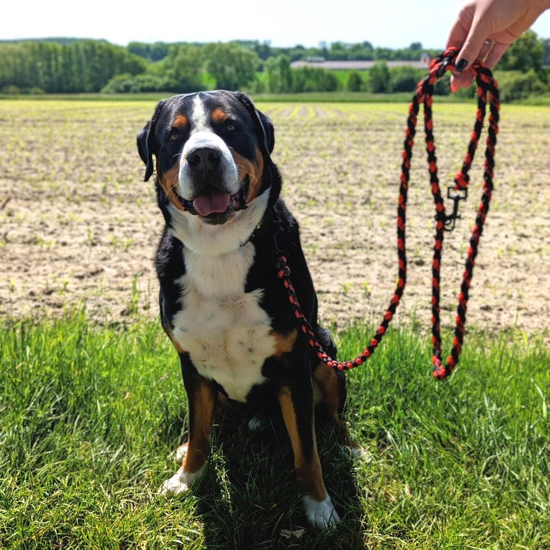 Paracord Führleine verstellbar - WOOFED.