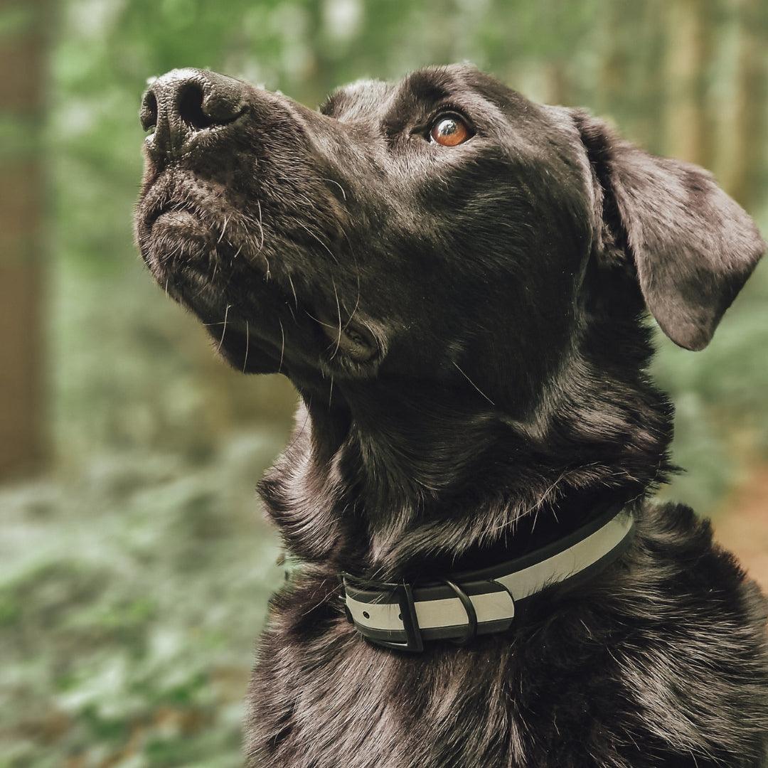 Biothane Reflective Halsband verstellbar - WOOFED.