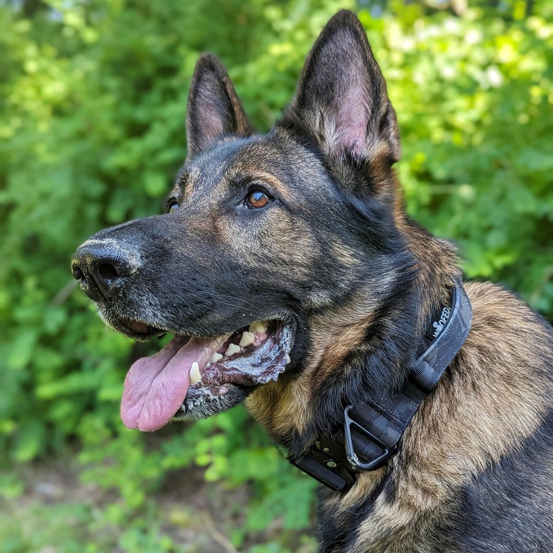Nylon Tactical Halsband Camo an Schäferhund