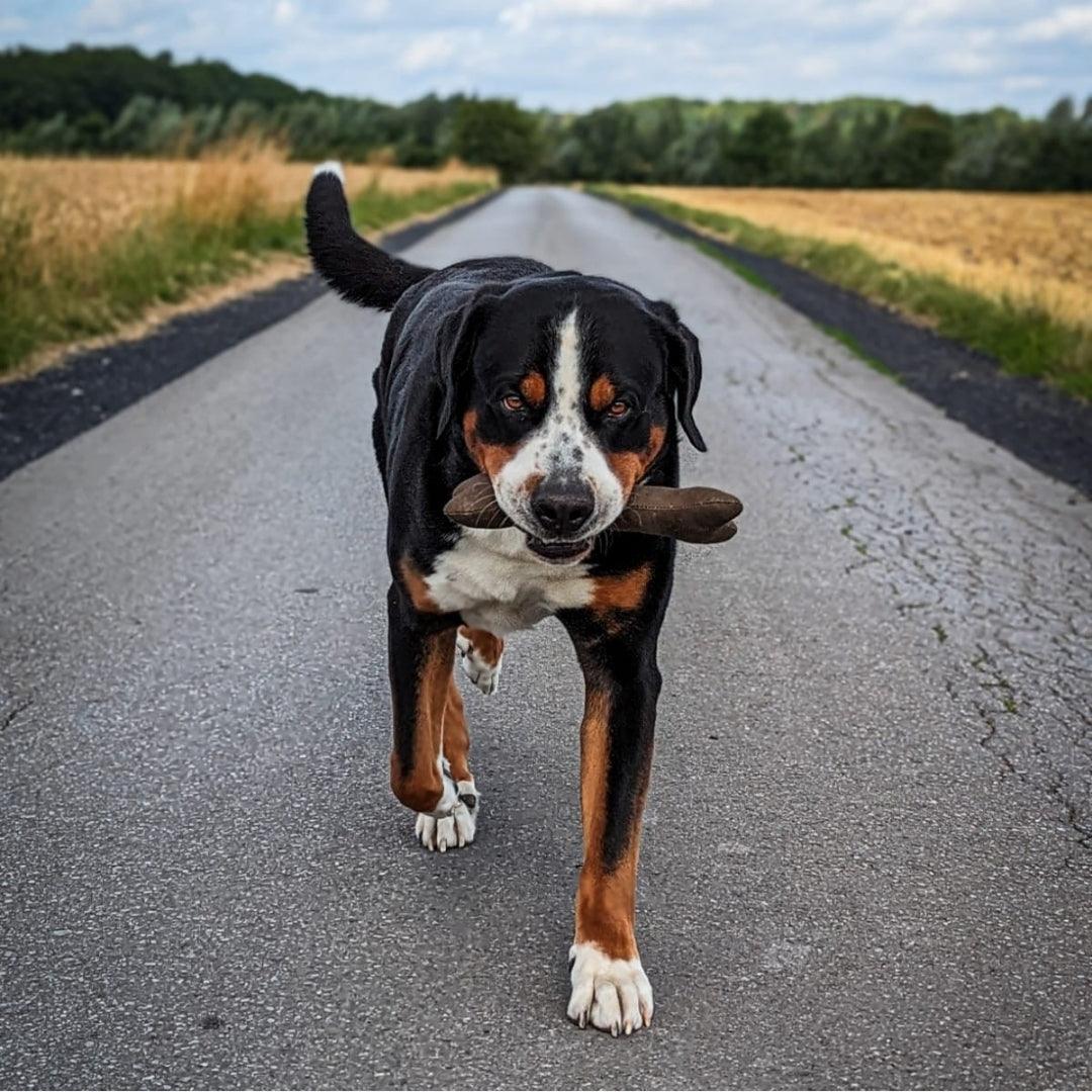 Stoffknochen Playbone - Hundespielzeug zum Apportieren