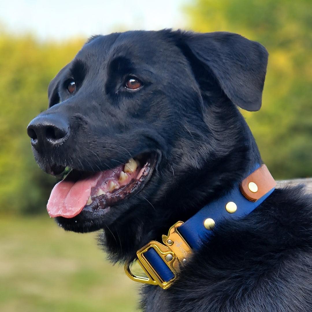 Schwarzer Hund im Profil mit blauem Biothane-Tactical-Halsband, braunem Lederakzent und goldener Sicherheits-Schnalle