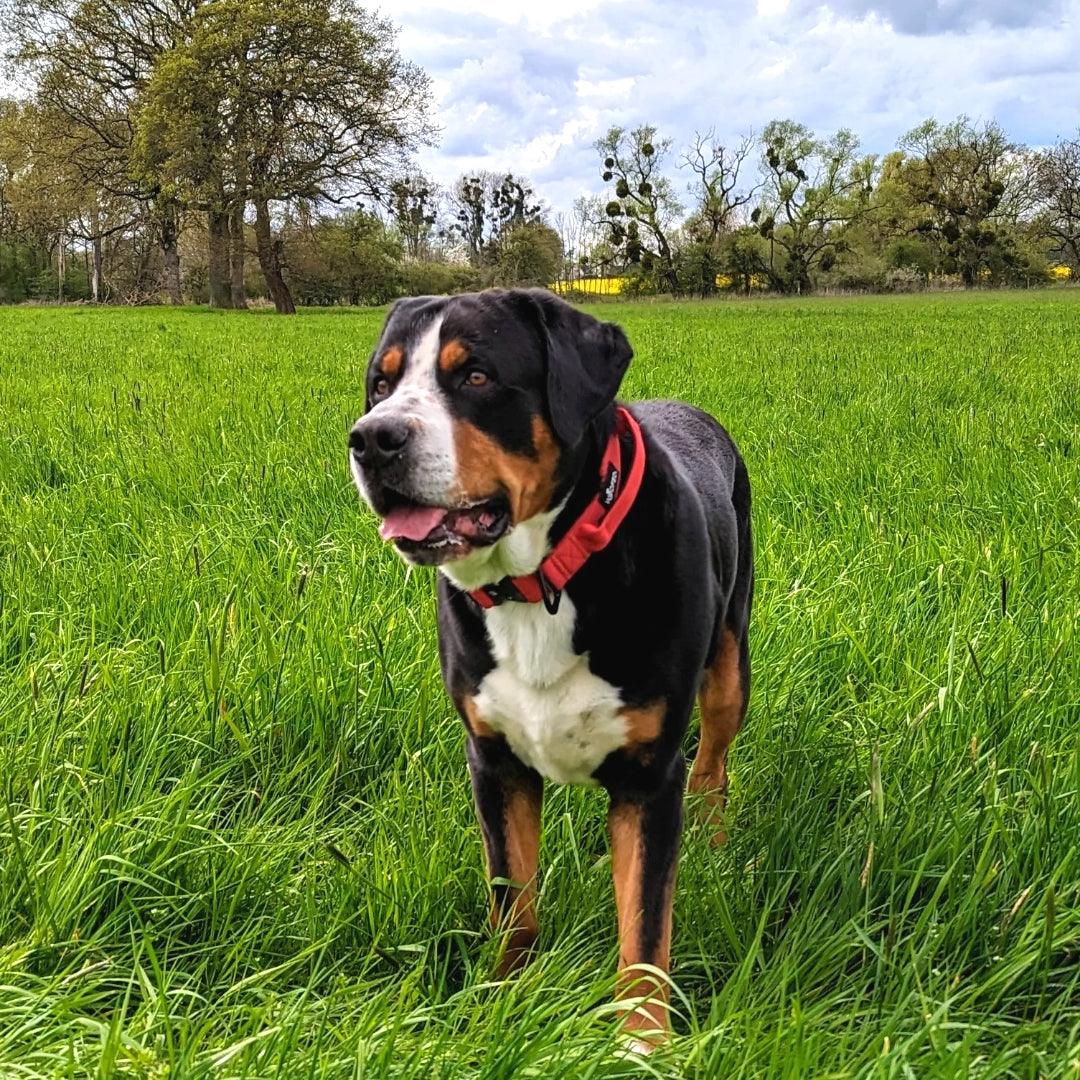 Taktisches Hundehalsband in Rot an Großer Schweizer Sennenhund in 5cm Breite