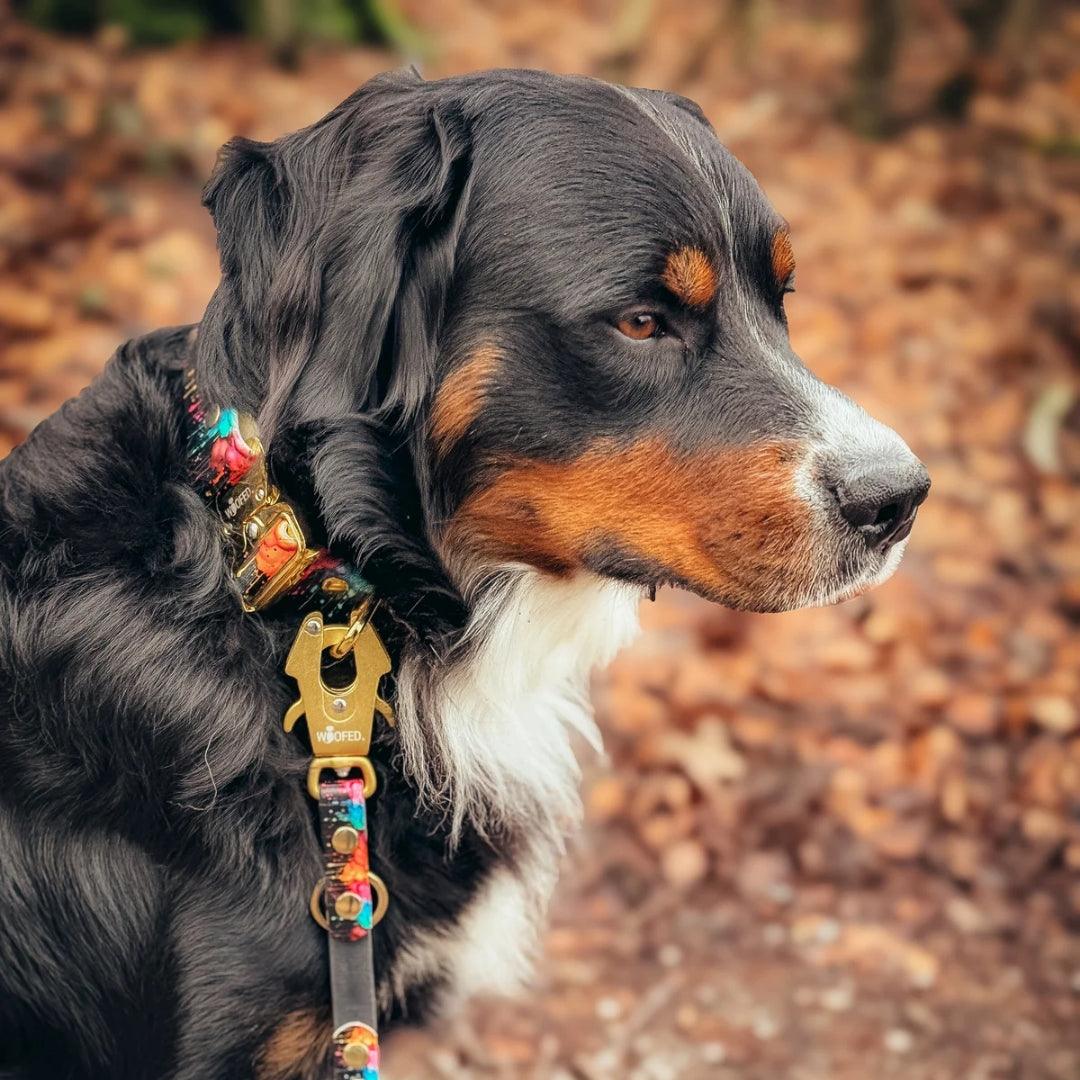 UV Biothane Halsband-Leinen-Set Color Splash - WOOFED.