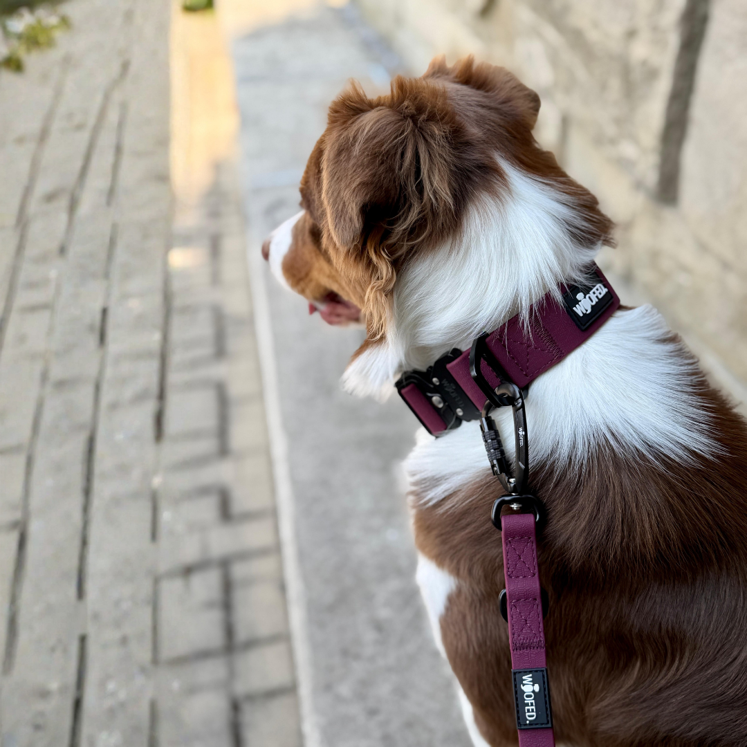 Halsband WOOFLEX® Tactical verstellbar ohne Griff Burgundy