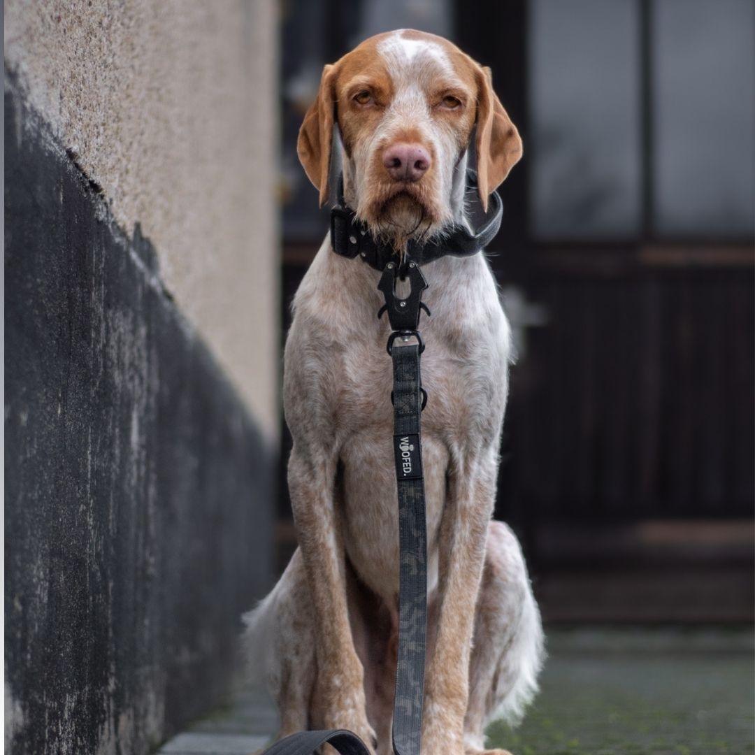 Nylon Tactical Halsband CAMO - WOOFED.