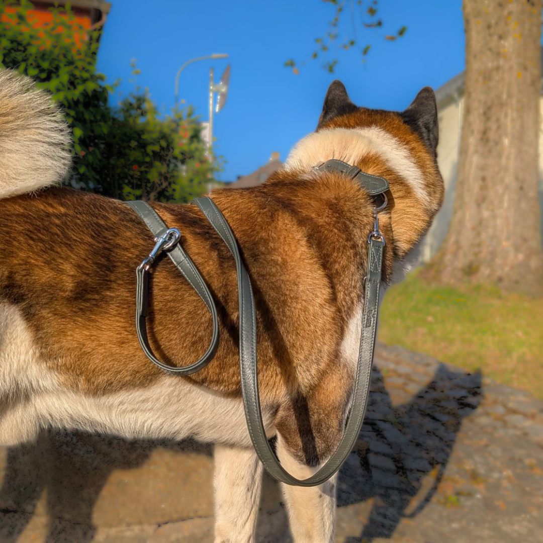 Akita mit hochwertigem Halsband-Leinen-Set aus weichem Leder in Dunkelgrün