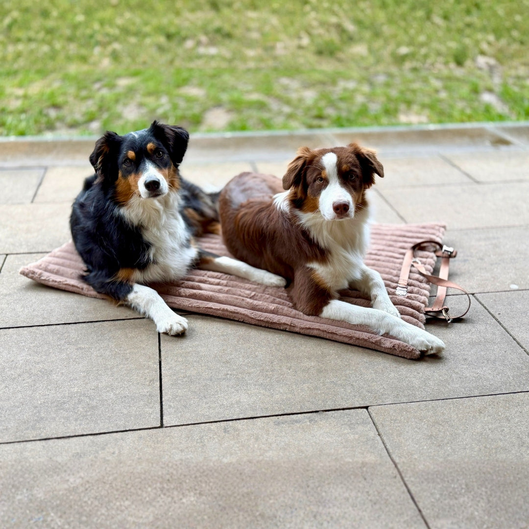 Australian Shepherd entspannt auf der braunen Travel Mocha Reisedecke