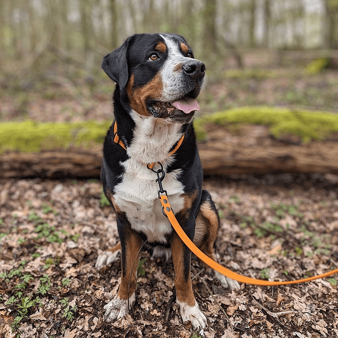 Biothane Führleine verstellbar - WOOFED.