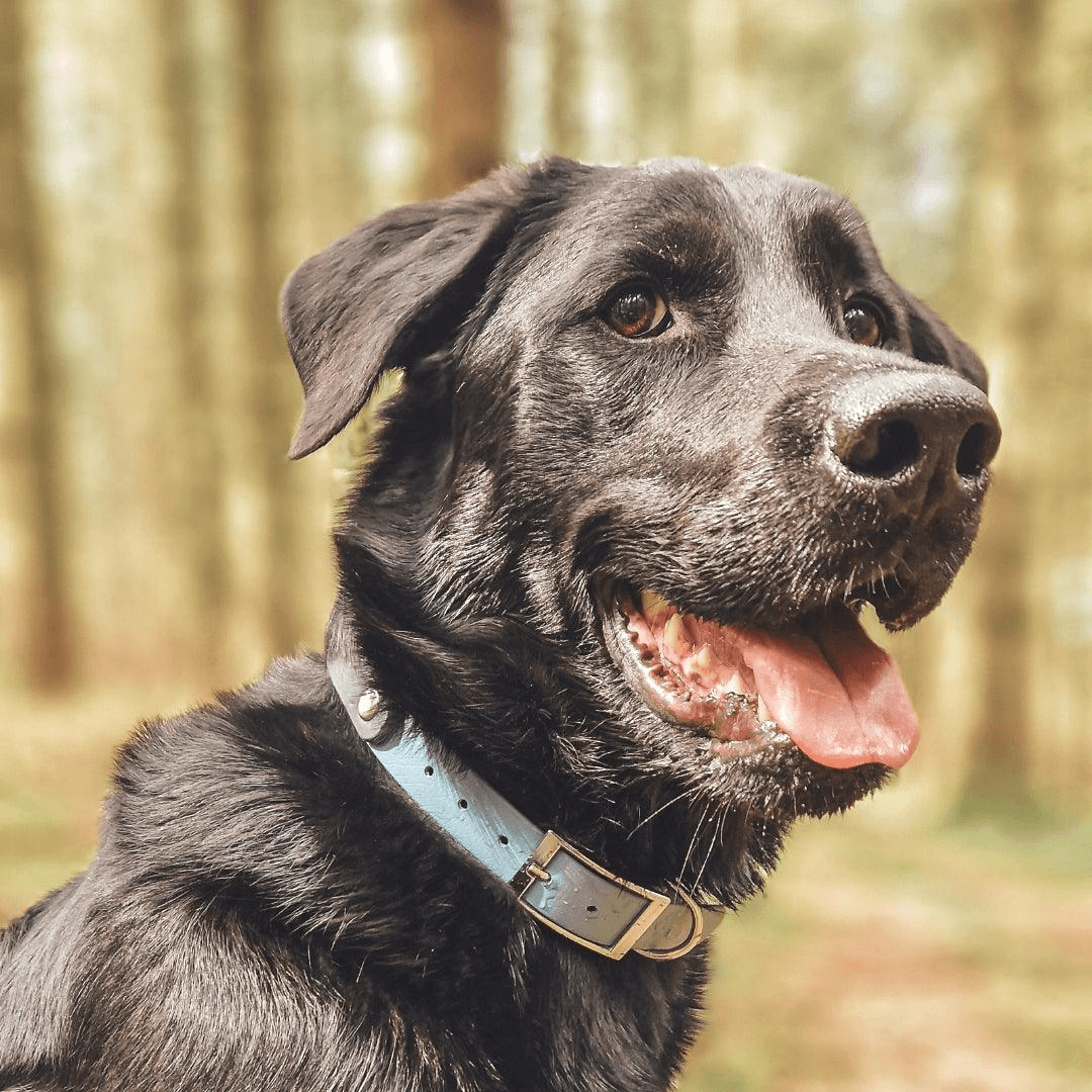 Schwarzer Hund, seitliche Nahaufnahme, trägt hellblaues Halsband mit Metall-Dornschnalle vor Waldhintergrund