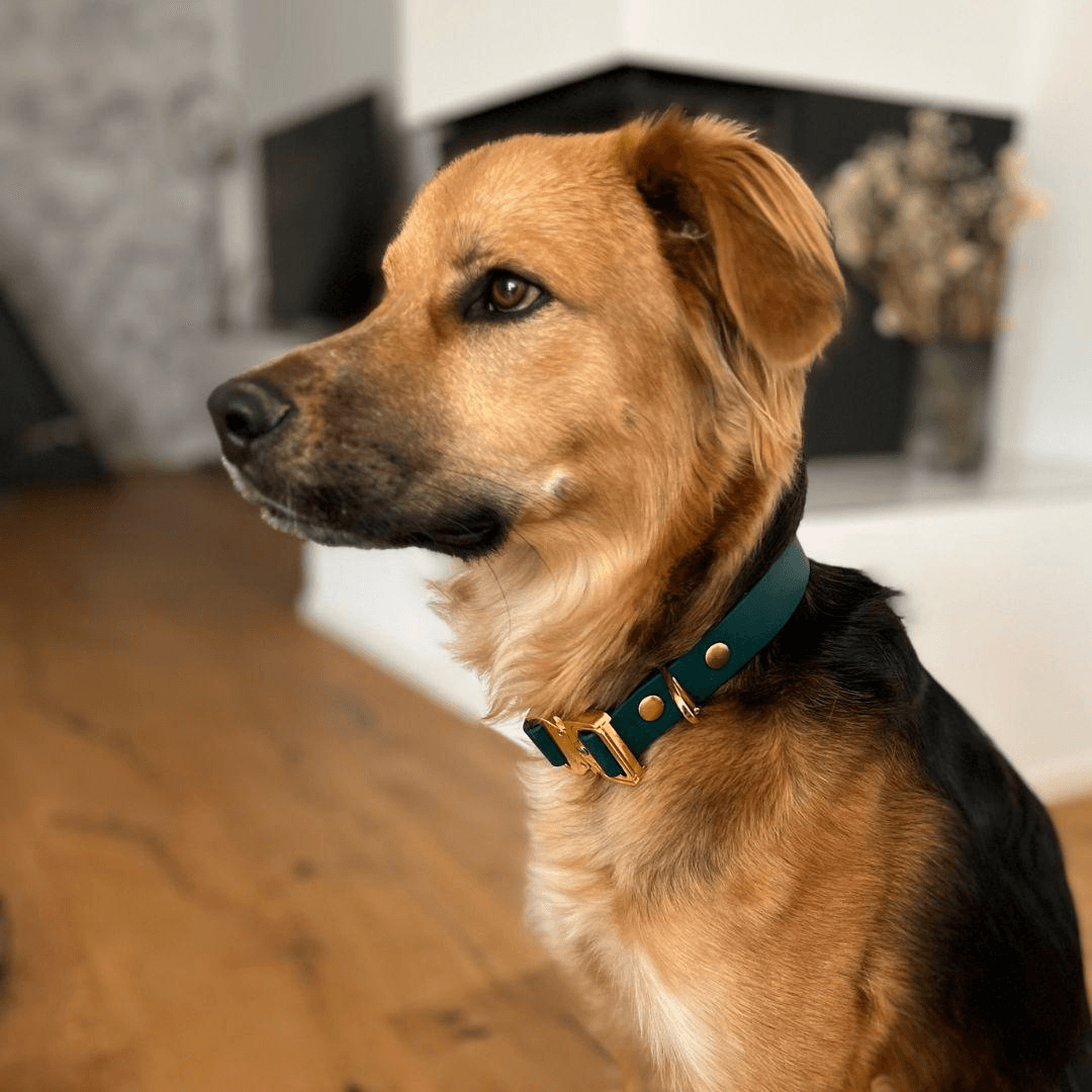Biothane Tactical Halsband - WOOFED.