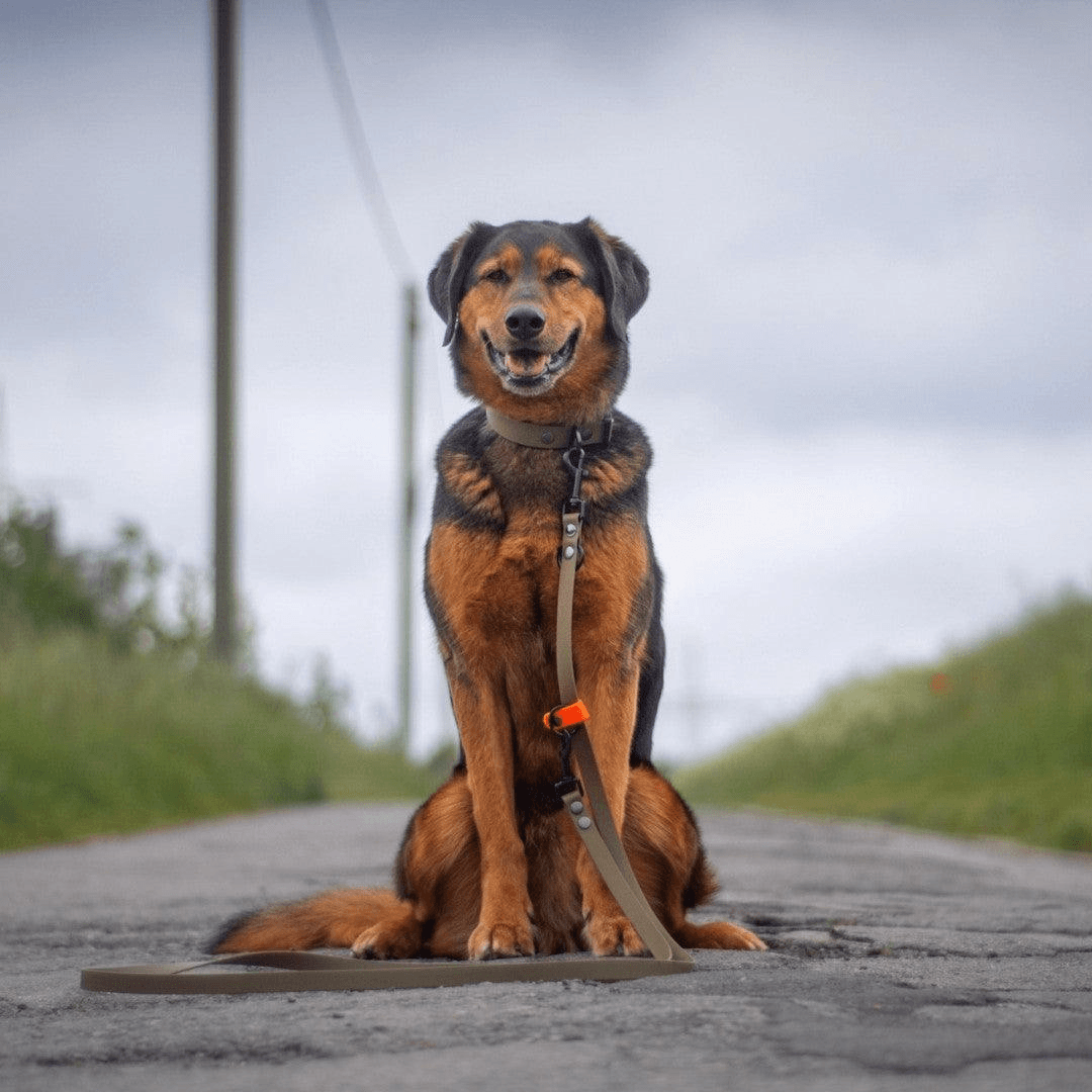 Biothane Umhängeleine - WOOFED.