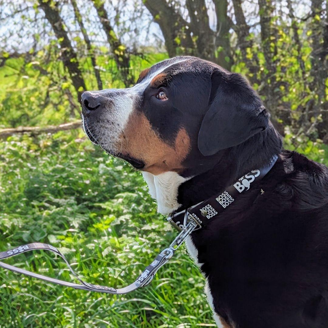 UV Biothane Halsband Boss - WOOFED.