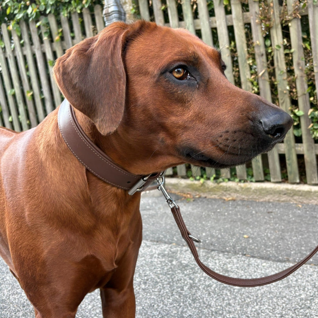 Lederhalsband in dunkelbraun an Rhodesian Ridgeback