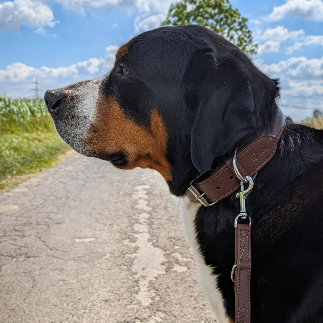 Halsband und Leine aus hochwertigem Leder in Dunkelbraun an Großer Schweizer Sennenhund
