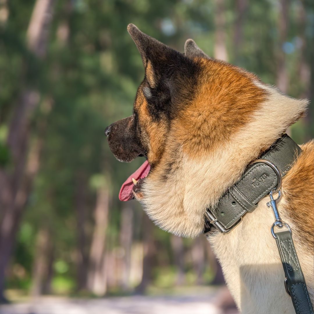 Halsband aus robustem Leder in Dunkelgrün an Akita