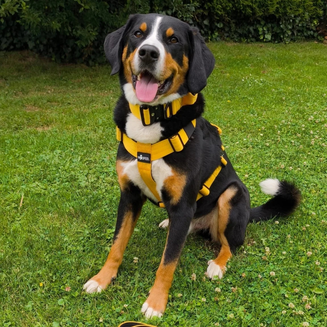 Y-Hundegeschirr mit taktischen Schnallen an Sennenhund in Gelb
