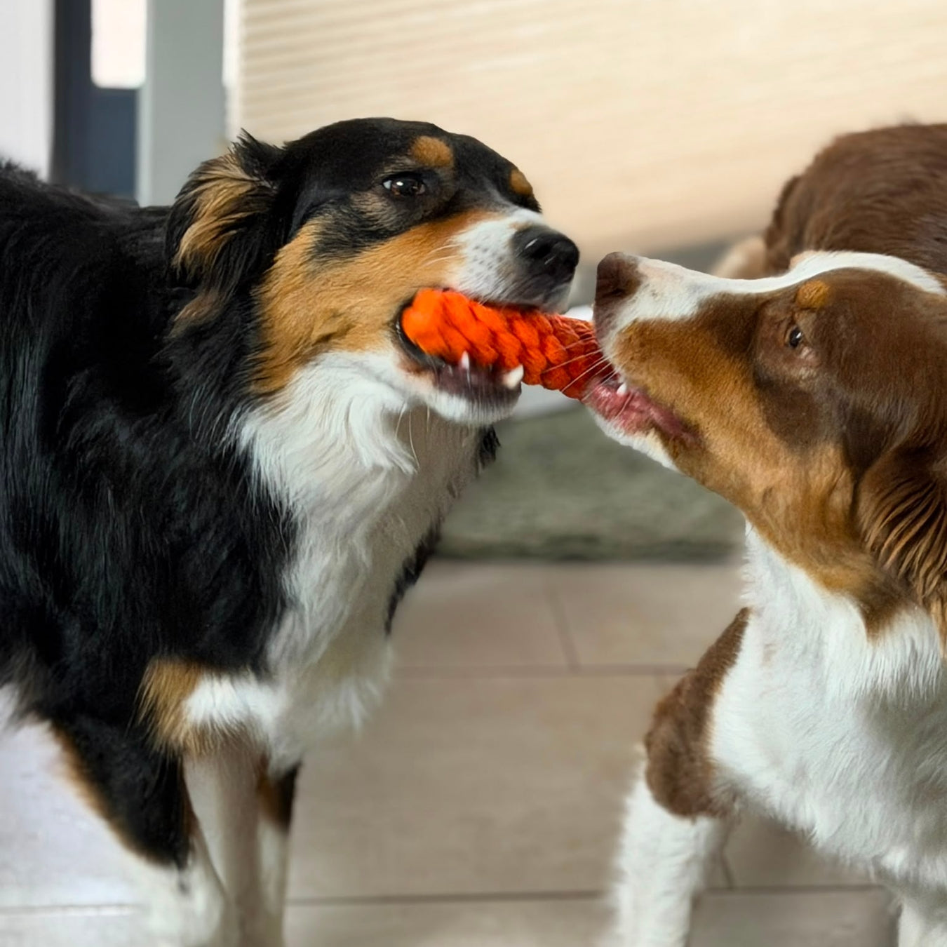 Geschwisterliebe, 2 Australian Shepherd möchten gerne das Hundespielzeug Möhre haben