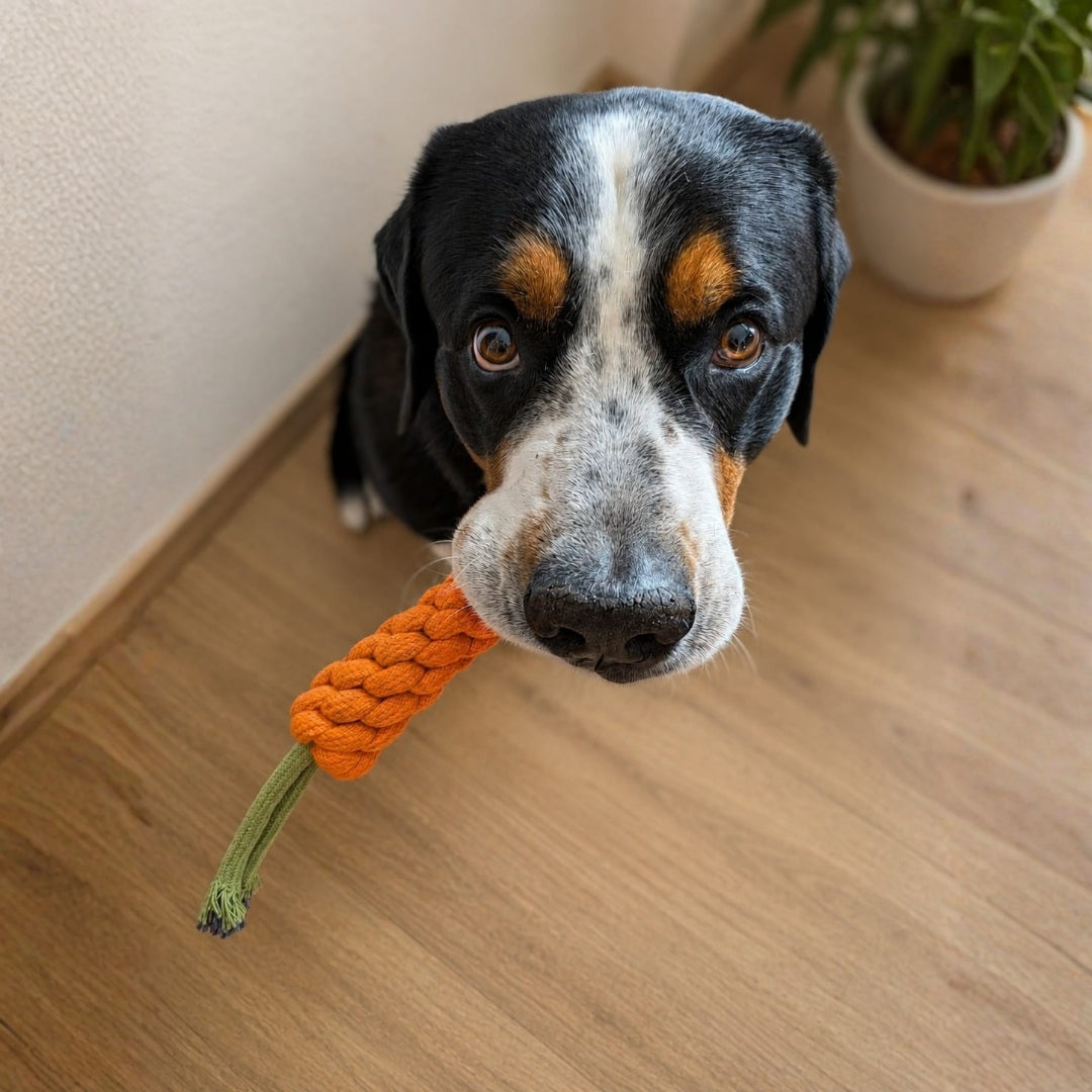 Hundespielzeug Karotte mit großer Schweizer