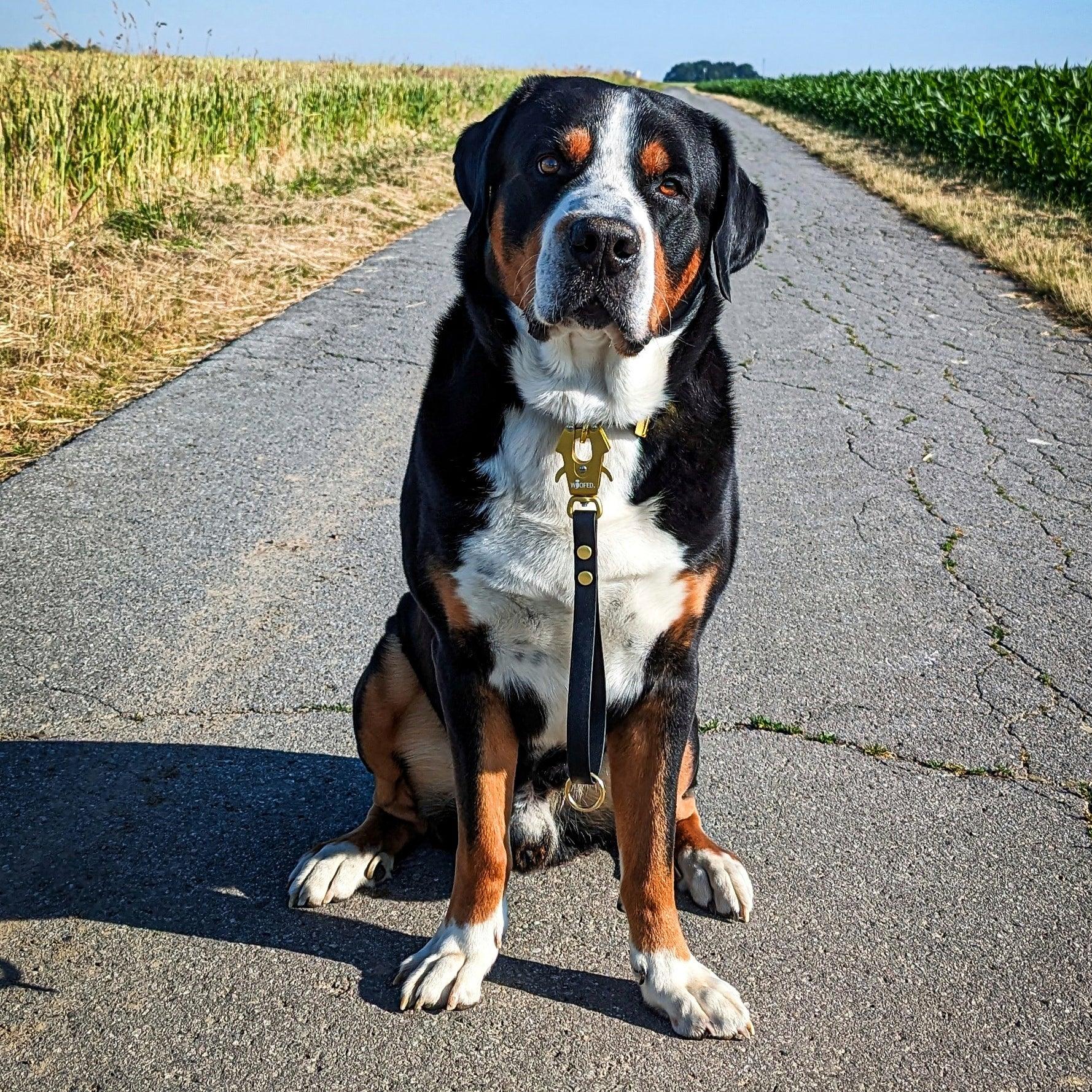 Biothane Tactical Kurzführer 19mm - WOOFED.