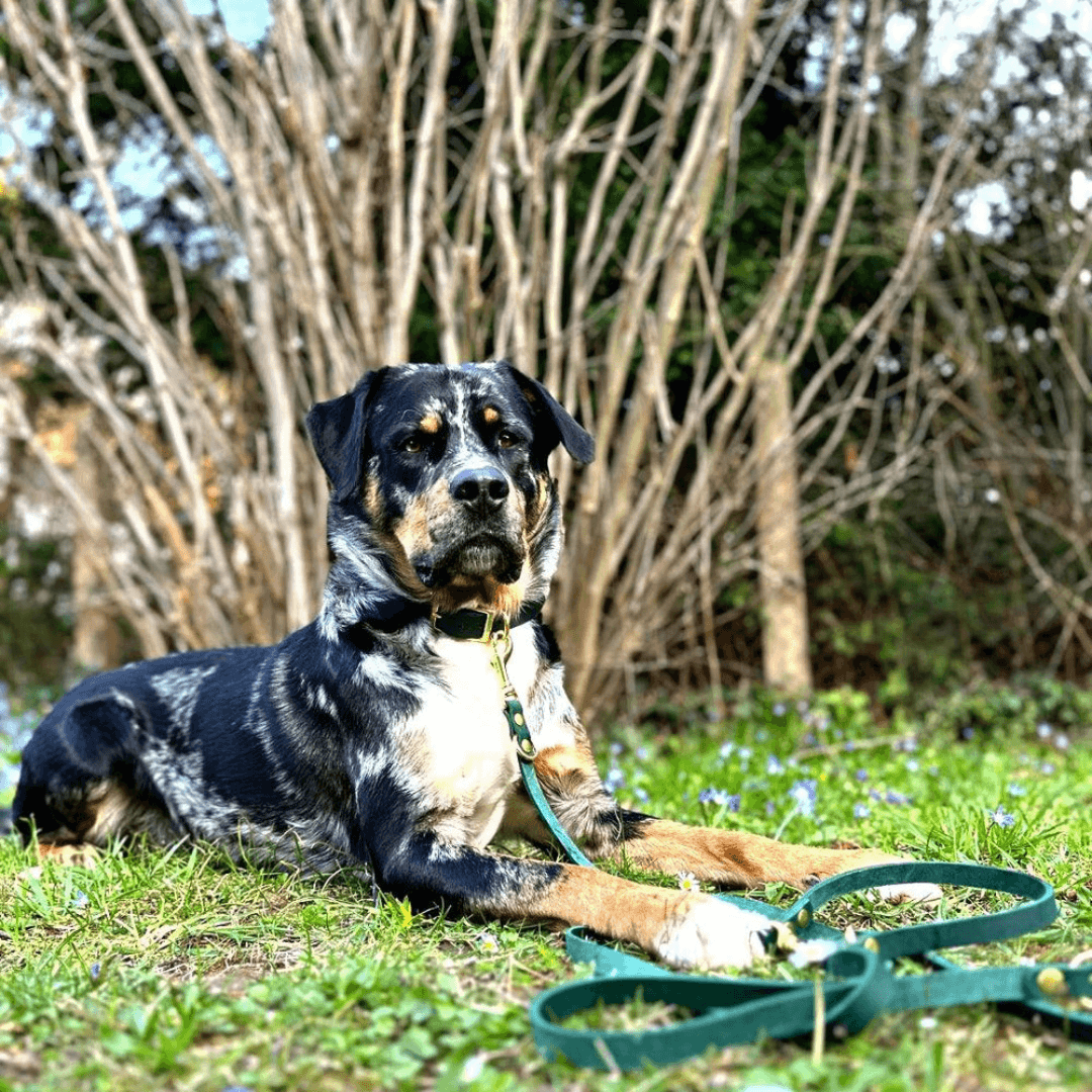 Leder Führleine verstellbar - WOOFED.