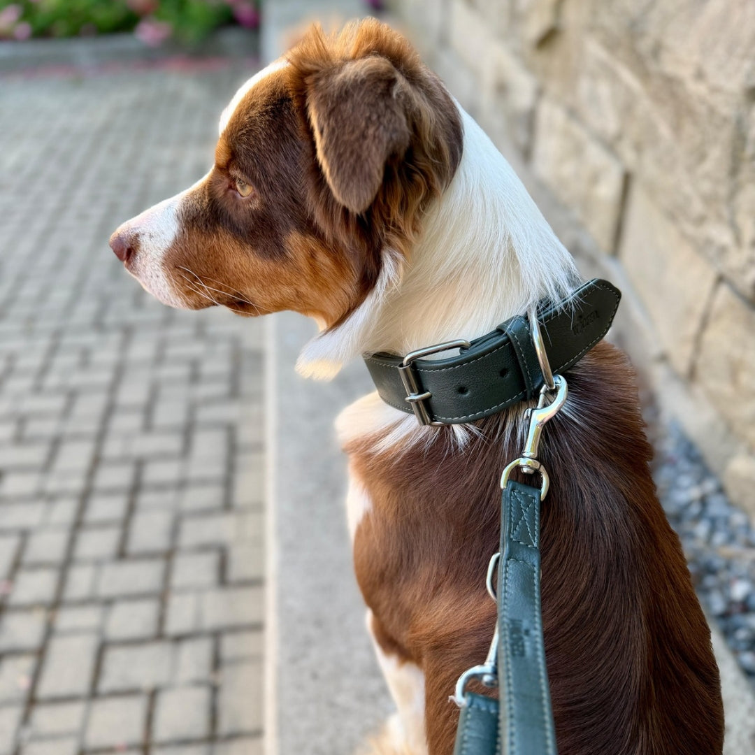 Lederhalsband für Hunde an Australian Shepherd mit verstellbarer gepolsterter Leine