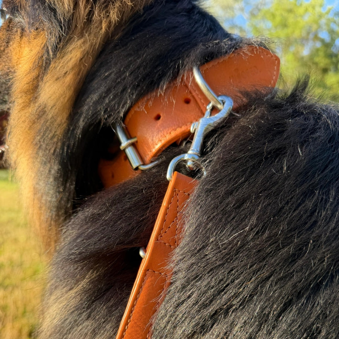 Lederhalsband mit Leine aus weichem Komfort Rindsleder an Schäferhund in Cognac