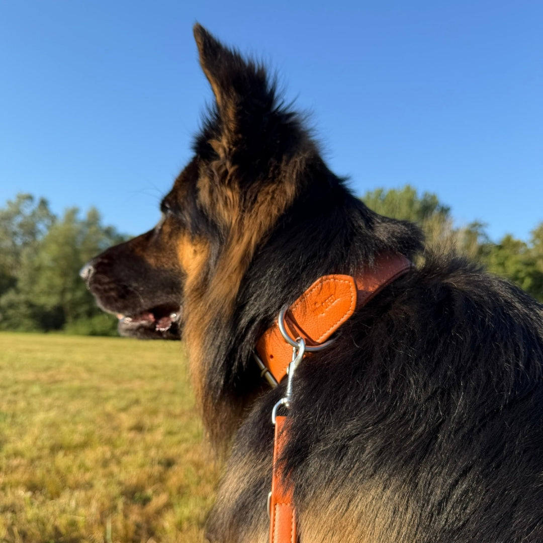 weiches Lederhalsband-Leinen-Set in Cognac an Schäferhund in der Natur