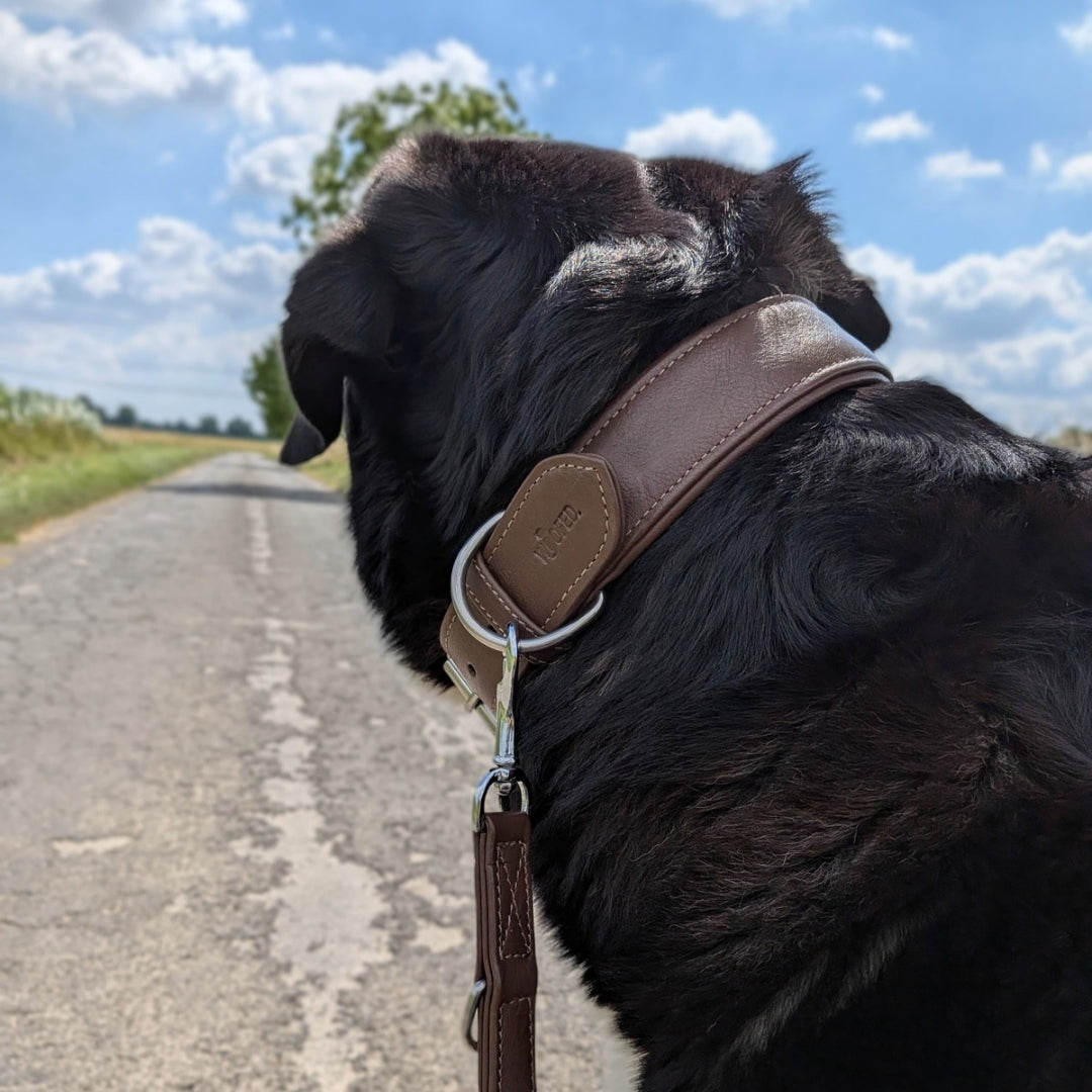 Lederhalsband und Leine in dunkelbraun mit Großer Schweizer Sennenhund