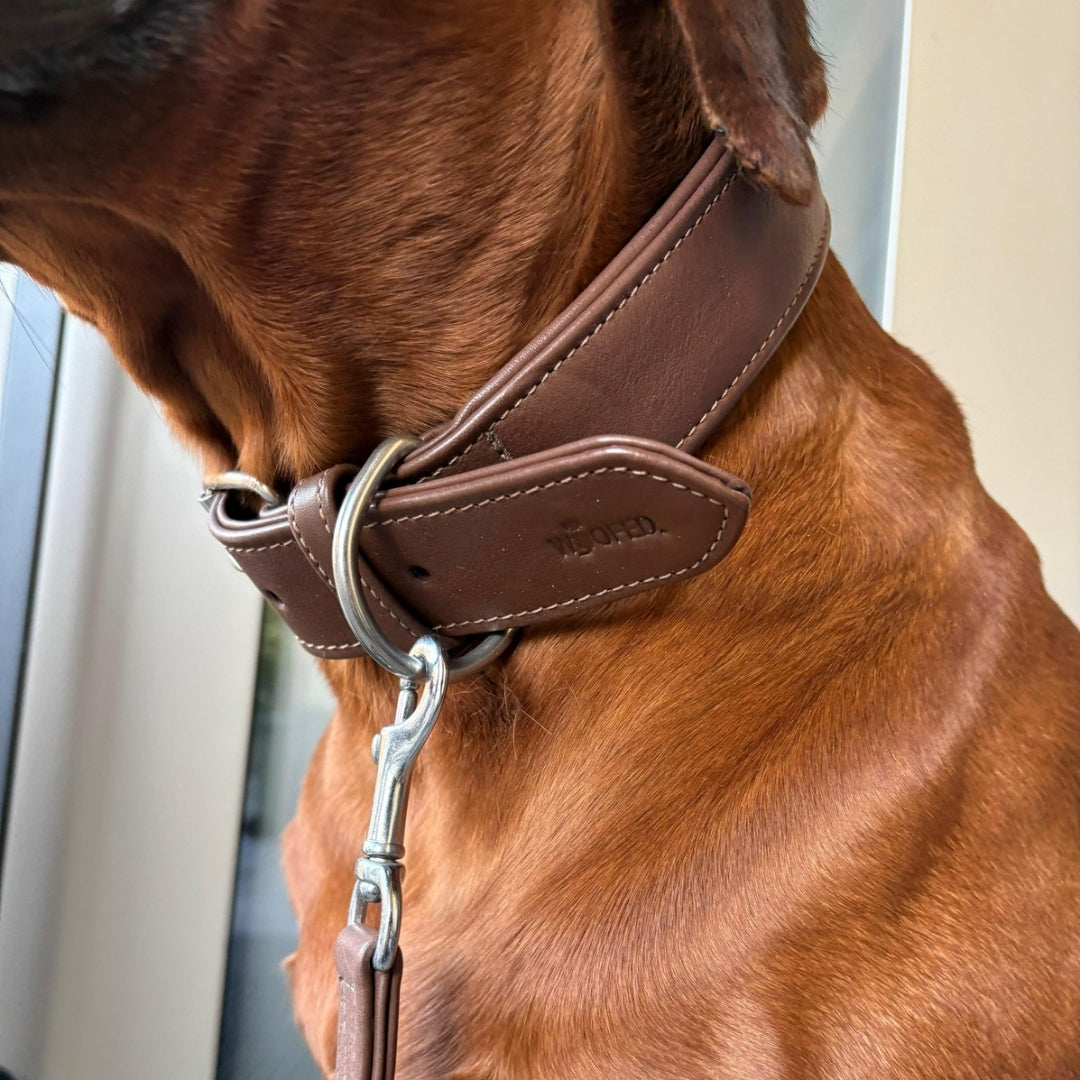 Weiches robustes Lederhalsband in dunkelbraun an Ridgeback