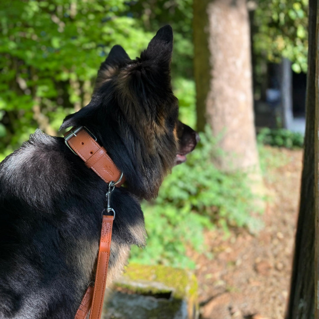 Schäferhund an Hundeleine mit Halsband in Cognac - weich gepolstert und hochwertig