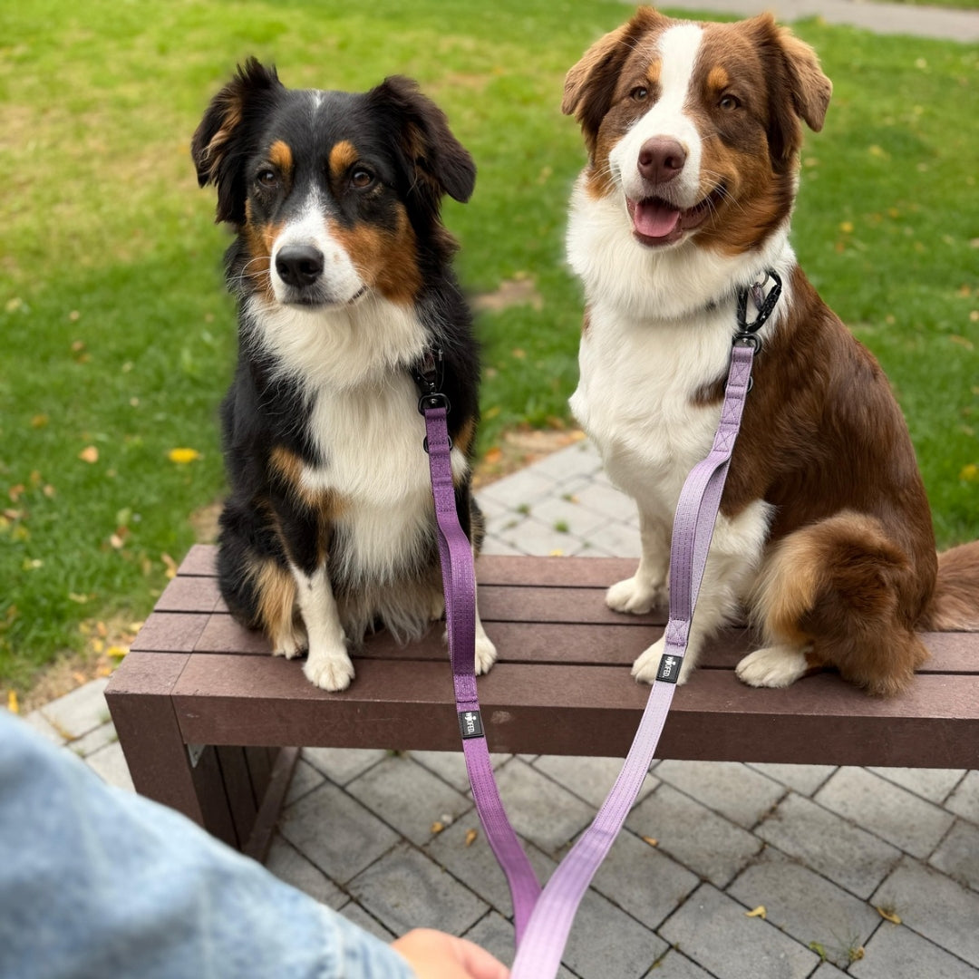 Hundeleinen in Lila und Flieder mit sicherem Karabiner an 2 Australian Shepherds