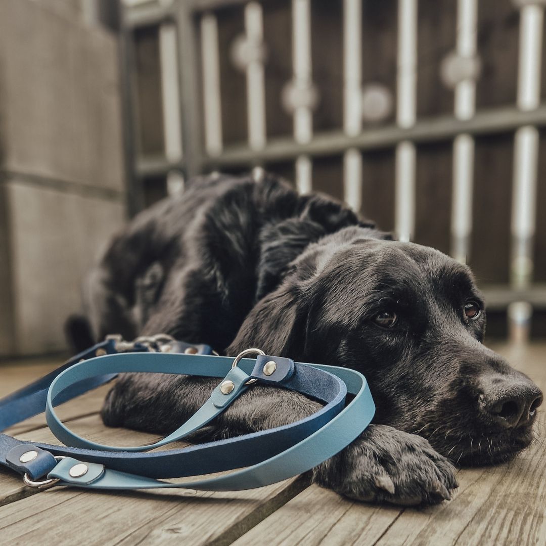 Bailey mit verstellbarer Führleine aus einem Biothane Fettleder Mix