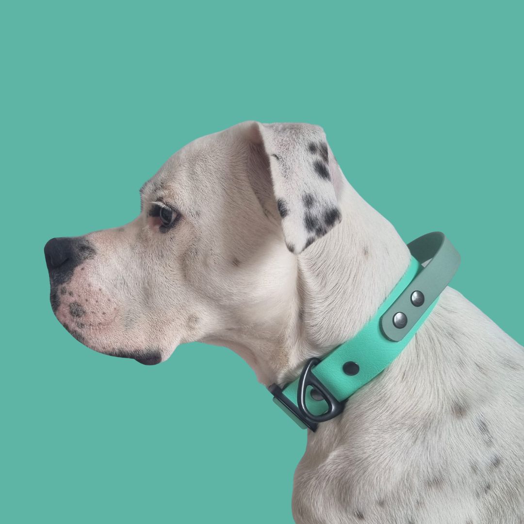 Biothane Tactical Halsband mit praktischem Griff an Boxer Buddie