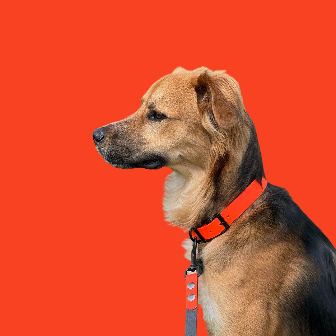 Hund Oskar mit Biothane Halsband-Leinen-Set, wasserfest, multifunktional