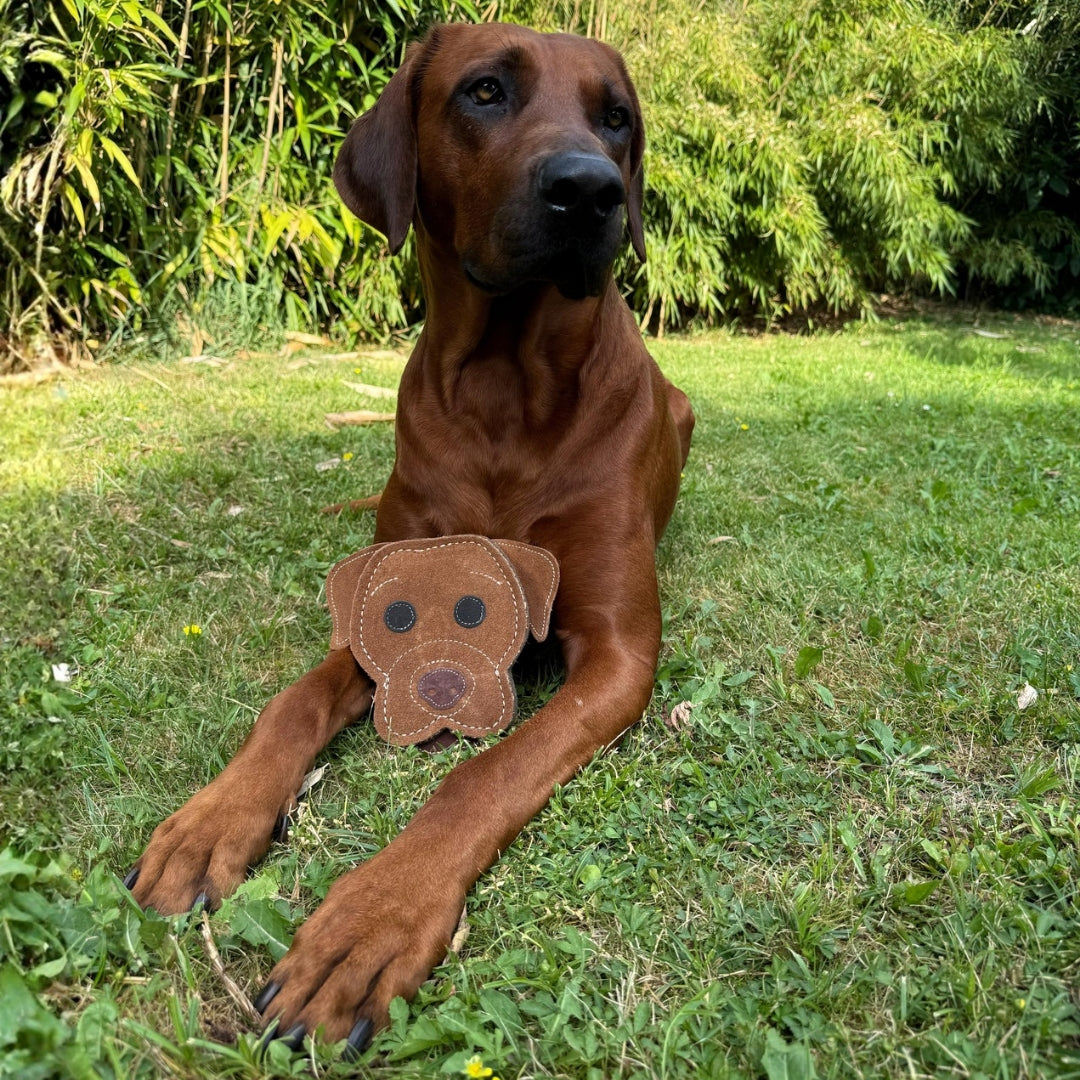 Ridgeback mit Labrador Hundekopf als natürliches Hundespielzeug im Garten