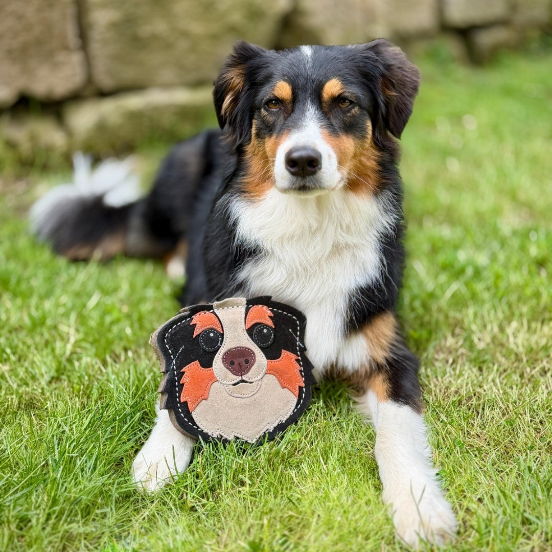 Natürliches Hundespielzeug in Australian Shepherd Form für Tri-Color Hund
