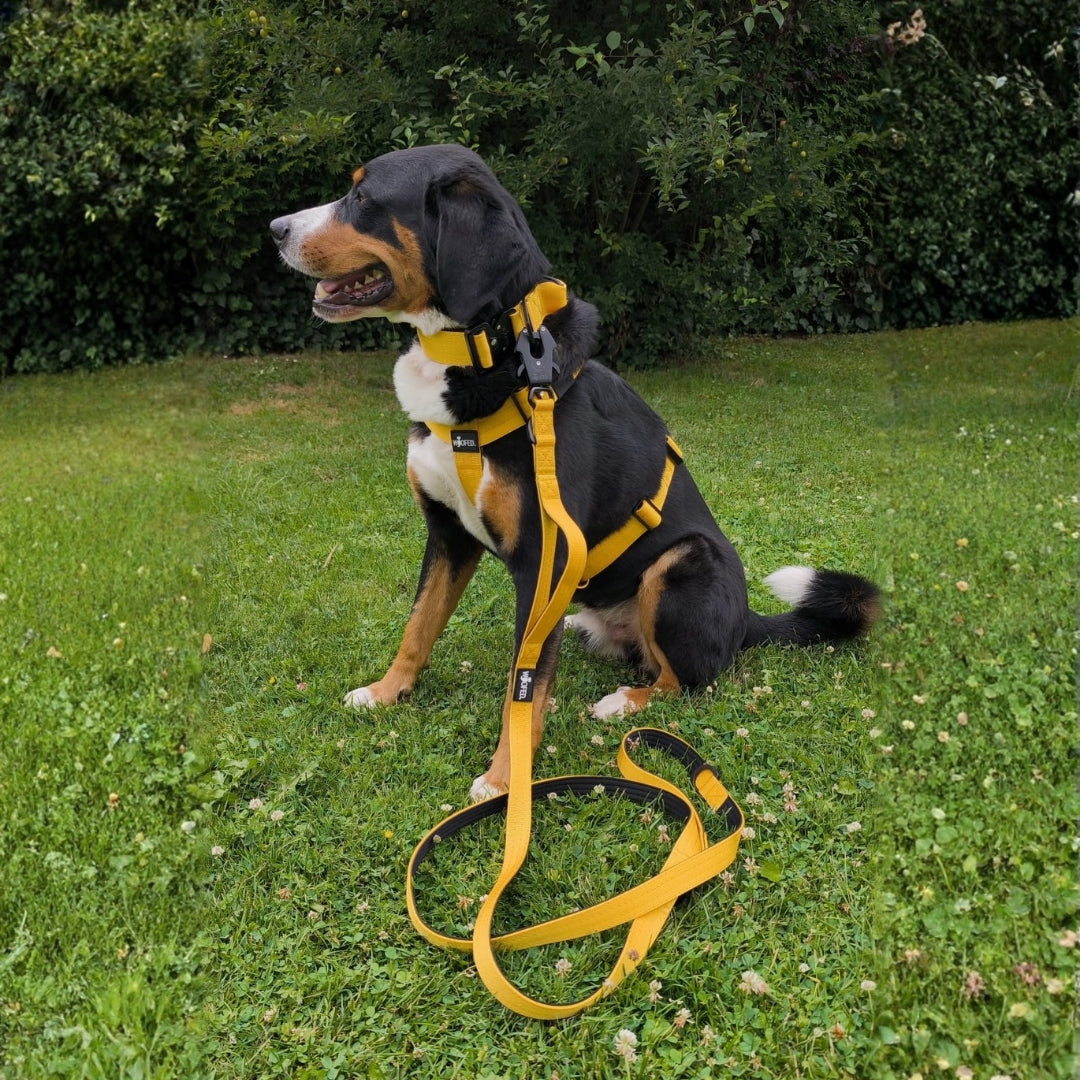 Nylon Hundeleine mit Froschkarabiner und Kurzführgriff an Sennenhund in gelb