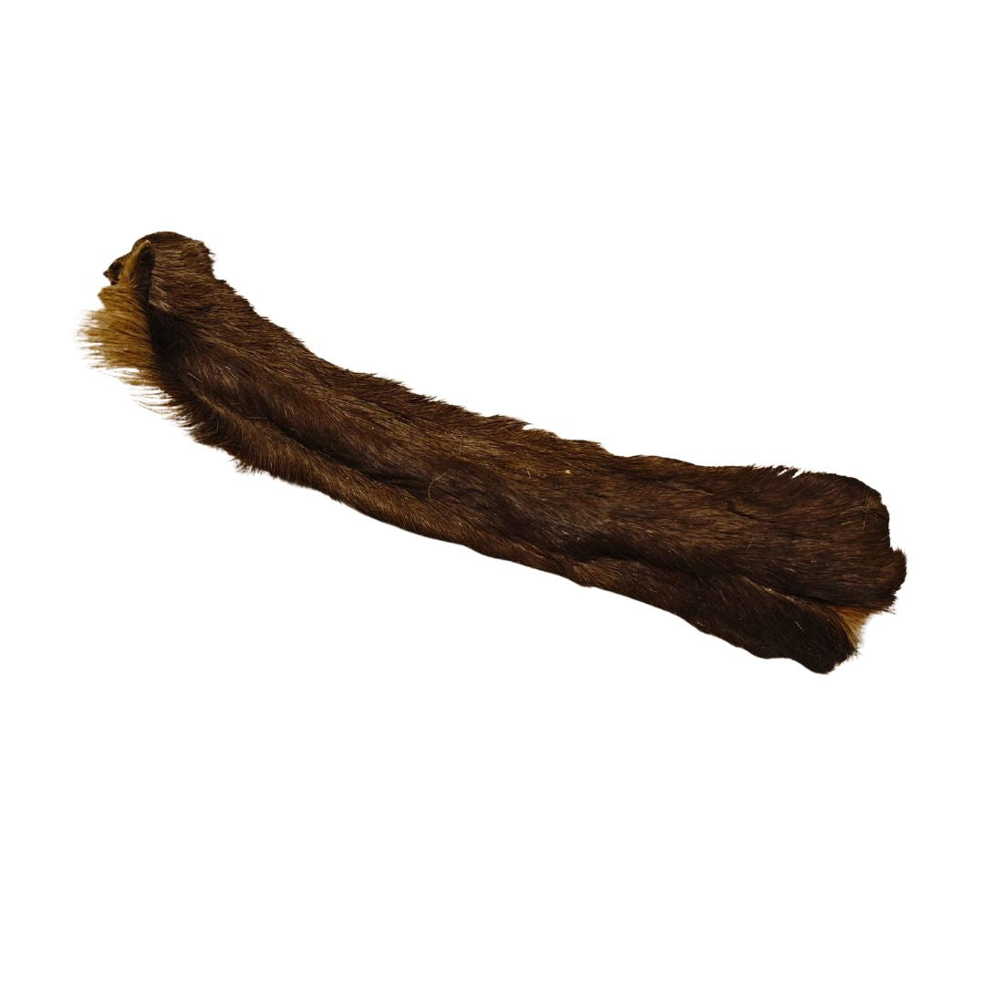 Zwei lange dunkelbraune Rehhautstangen mit Fell, leicht gebogen, Draufsicht auf weißem Hintergrund