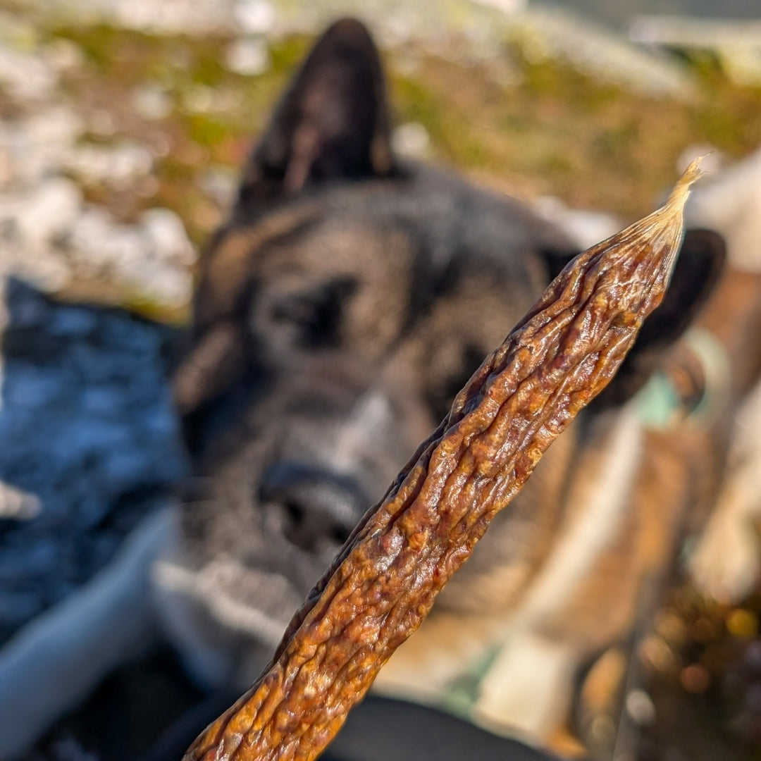 Akita mit Kabanossi Würstchen vom Rind in der Natur